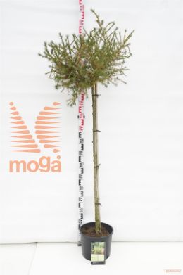 http://twentheplant.nl/tsd/69506_LADKORNI_S120C10_1.jpg