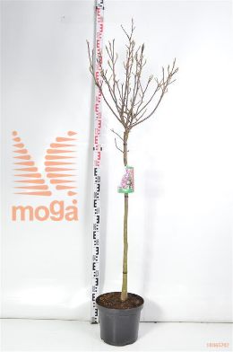 http://twentheplant.nl/tsd/69506_MASUSAN_S080C10_2.jpg