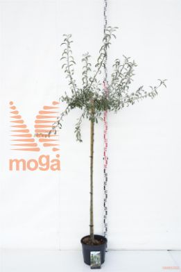 http://twentheplant.nl/tsd/69506_PYSPENDU_s150c12_1.jpg