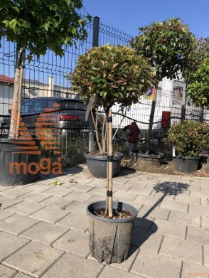 Photinia fraseri "Nana" |1/4 stem|FI:20-30|C