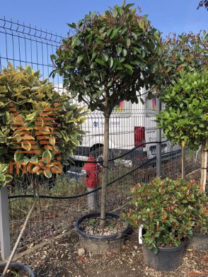 Photinia fraseri "Red Robin" |Half standard|FI:70-80|C