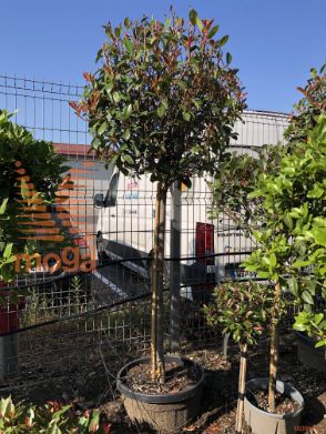Photinia fraseri "Red Robin" |10/12|Half standard|FI:40-60|C