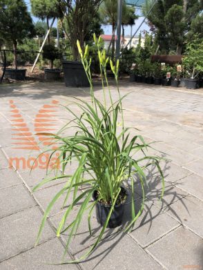 Hemerocallis "EveryDaylily®Red Ribs" ®