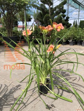 Hemerocallis "EveryDaylily®Rose" ®