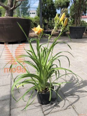Hemerocallis "Longfield's Kitten"