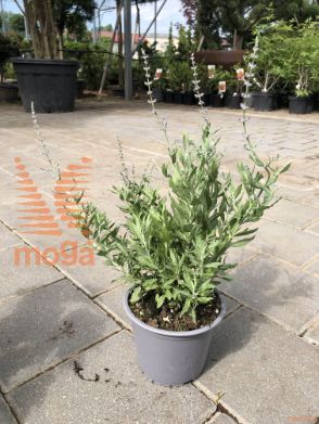 Perovskia atriplicifolia "Blue Steel"