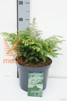 http://twentheplant.nl/tsd/62347_CEATBLUE_9C100801003ST_1.jpg