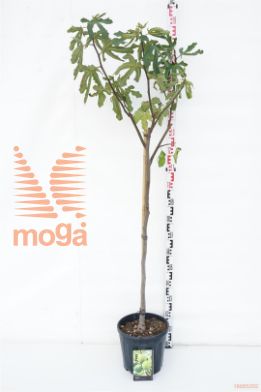 http://twentheplant.nl/tsd/69506_FICARICA_s090c10_1.jpg