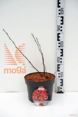 http://twentheplant.nl/tsd/58250_PHODDOR_8P19030035_1.jpg