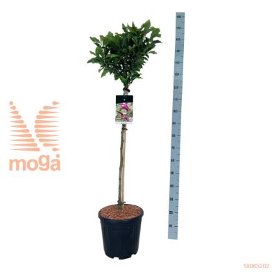 http://twentheplant.nl/tsd/55037_MASUSAN_s090c15_2.jpg