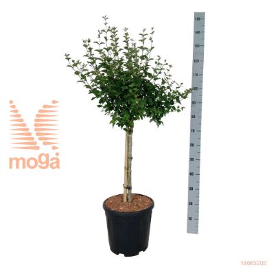 http://twentheplant.nl/tsd/55037_SYBPPERF_S060C15_2.jpg