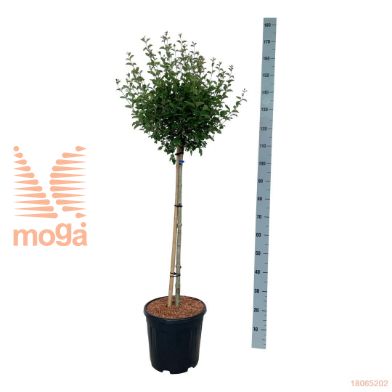 http://twentheplant.nl/tsd/55037_SYBPPERF_s090c15_2.jpg