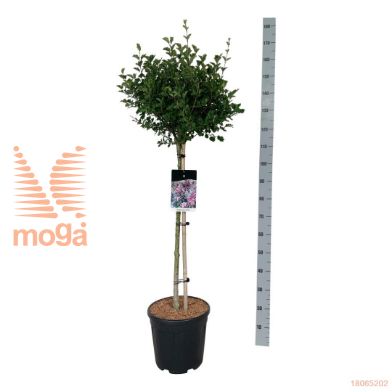 http://twentheplant.nl/tsd/55037_SYMPALIB_s090c15_2.jpg