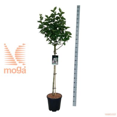 http://twentheplant.nl/tsd/55037_SYVBMOSC_s090c15_2.jpg