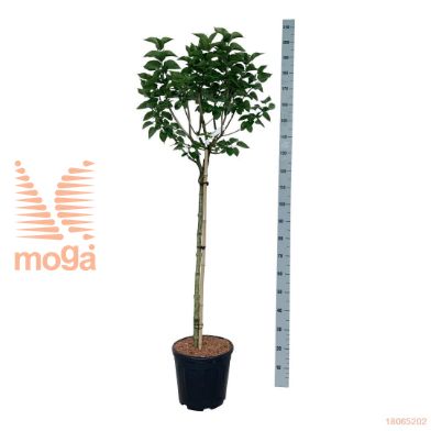 http://twentheplant.nl/tsd/55037_SYVKHAVE_s090c15_2.jpg