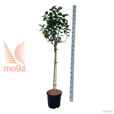 http://twentheplant.nl/tsd/55037_SYVLWOND_s090c15_2.jpg
