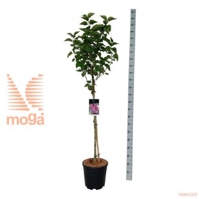 http://twentheplant.nl/tsd/55037_SYVMBUCH_s090c15_2.jpg