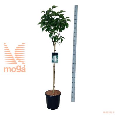http://twentheplant.nl/tsd/55037_SYVLEMOI_s090c15_2.jpg