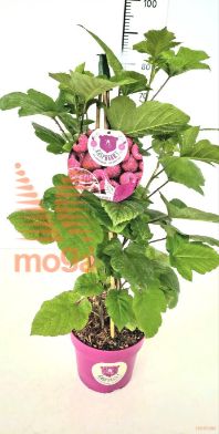 http://twentheplant.nl/tsd/91250_RUIRASPB_vp60p21_2.jpg