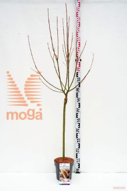 http://twentheplant.nl/tsd/91250_SACGBIEN_s060p21_1.jpg