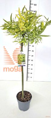 http://twentheplant.nl/tsd/91250_SAUGSUNS_S080P23_2.jpg