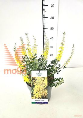 http://twentheplant.nl/tsd/91250_CYNCYNI_8P23_2.jpg