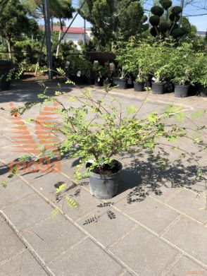 Indigofera himalayensis "Silk Road"