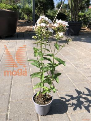 latnata plamenka "Popeye"