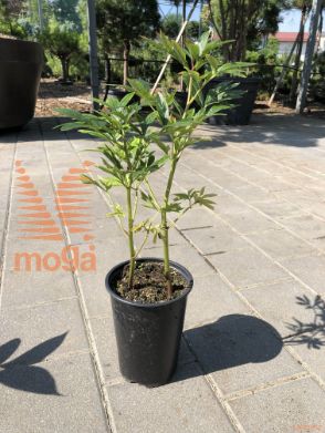 potonika "Coral Charm"