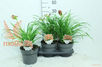 http://twentheplant.nl/tsd/92805_HEEDRRIB_8P19020_2.jpg