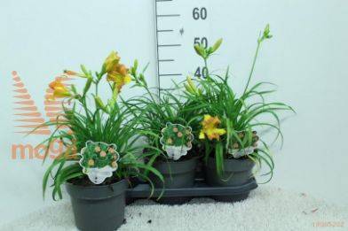 http://twentheplant.nl/tsd/92805_HEPUYELL_8P19020_2.jpg