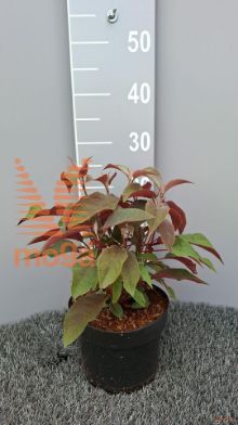 http://twentheplant.nl/tsd/58250_HYAHCHOC_8P19030035_2.jpg