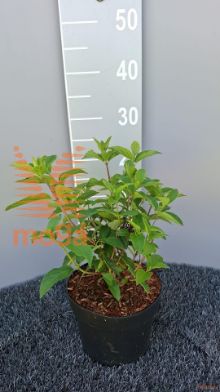 http://twentheplant.nl/tsd/58250_HYPFMELB_8P19025030_2.jpg