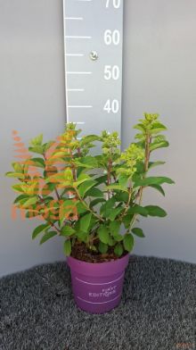 http://twentheplant.nl/tsd/58250_HYPLHOTT_8P19030035_2.jpg