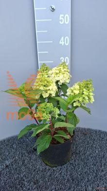 http://twentheplant.nl/tsd/58250_HYPMMBLA_8P19030035_2.jpg