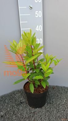 http://twentheplant.nl/tsd/58250_HYPPDIAM_8P19025030_2.jpg