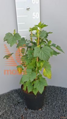 http://twentheplant.nl/tsd/58250_RINBSARE_8P19030035_2.jpg