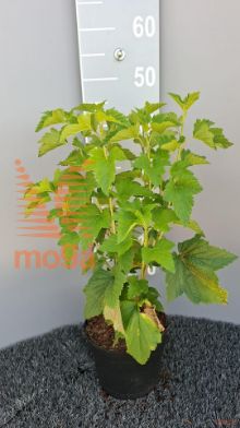 http://twentheplant.nl/tsd/58250_RINOEJEB_8P19030035_2.jpg