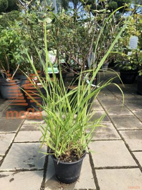 Panicum virgatum "Kurt Bluemel"
