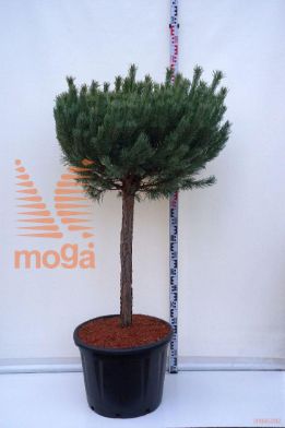 http://twentheplant.nl/tsd/54062_PISWATER_S080C65_1.jpg