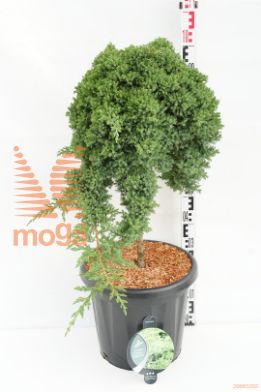 http://twentheplant.nl/tsd/54062_JUPNANA_S060C25_1.jpg