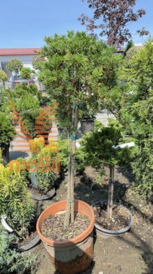 Slika Juniperus horizontalis "Prince of Wales" |1/4 stem|FI:20-30|C