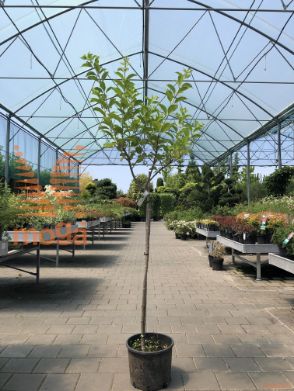 Hydrangea paniculata "Kyushu" |Half standard|C10