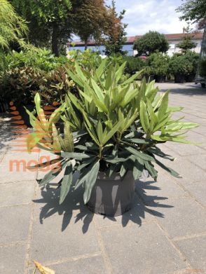 rododendron rododendron "Rosa Perle"