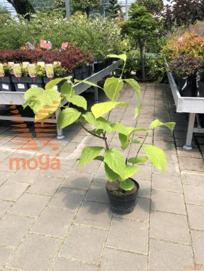 Calycanthus chinensis
