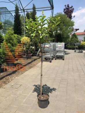 Hydrangea paniculata "Candlelight" |Half standard|C5