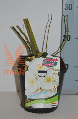 http://twentheplant.nl/tsd/86203_ROFCSCHN_9C02RCONTAI_2.jpg