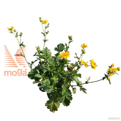 http://twentheplant.nl/tsd/98775_GECLSTRA_8P19_2.jpg