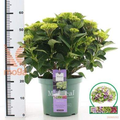 http://twentheplant.nl/tsd/71050_HYDMJBLU_9C10040050_2.jpg