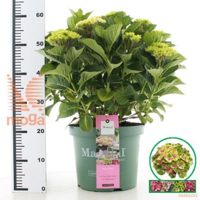http://twentheplant.nl/tsd/71050_HYMJPINK_9C10040050_2.jpg